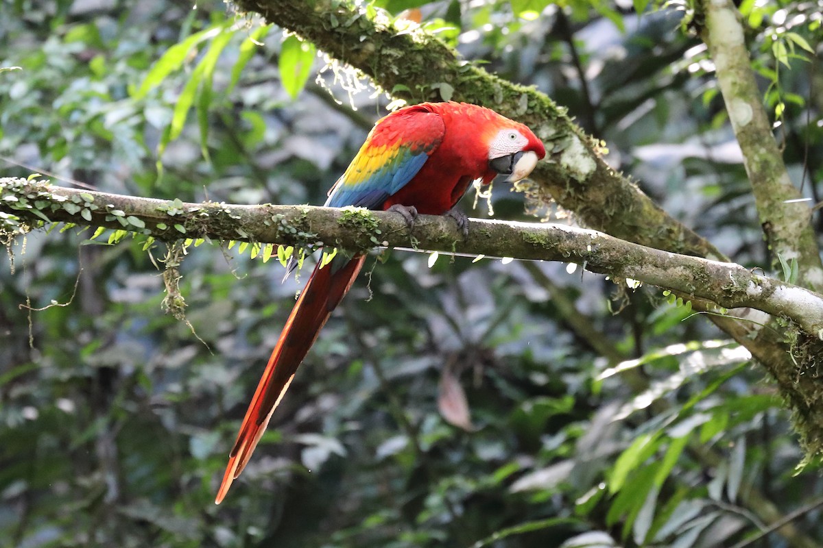 Scarlet Macaw - ML616360184