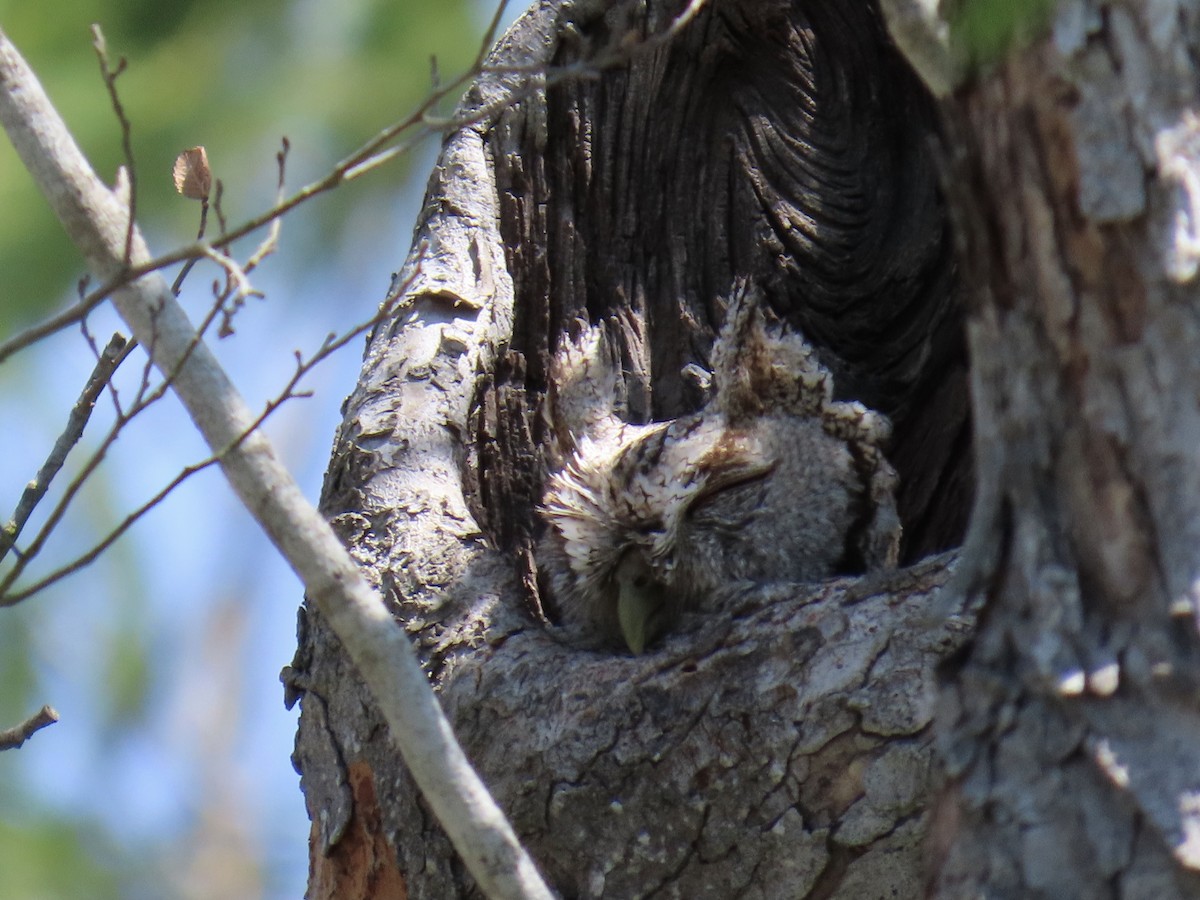 Eastern Screech-Owl (McCall's) - ML616360185