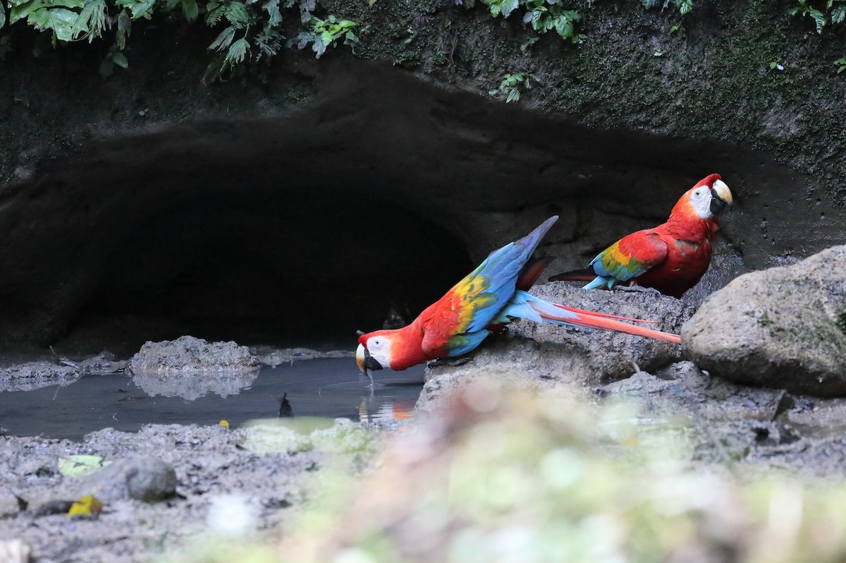 Scarlet Macaw - ML616360188