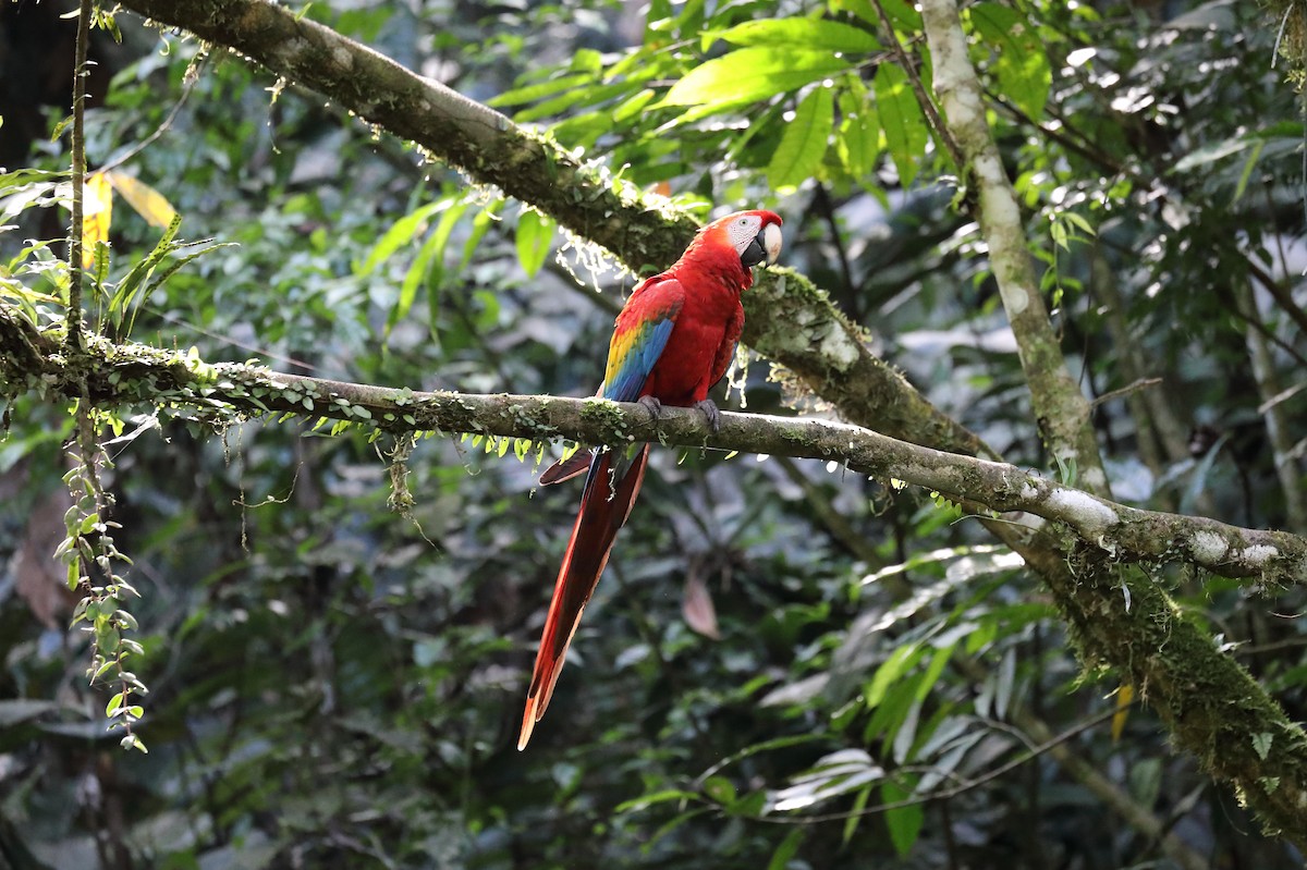Scarlet Macaw - ML616360189