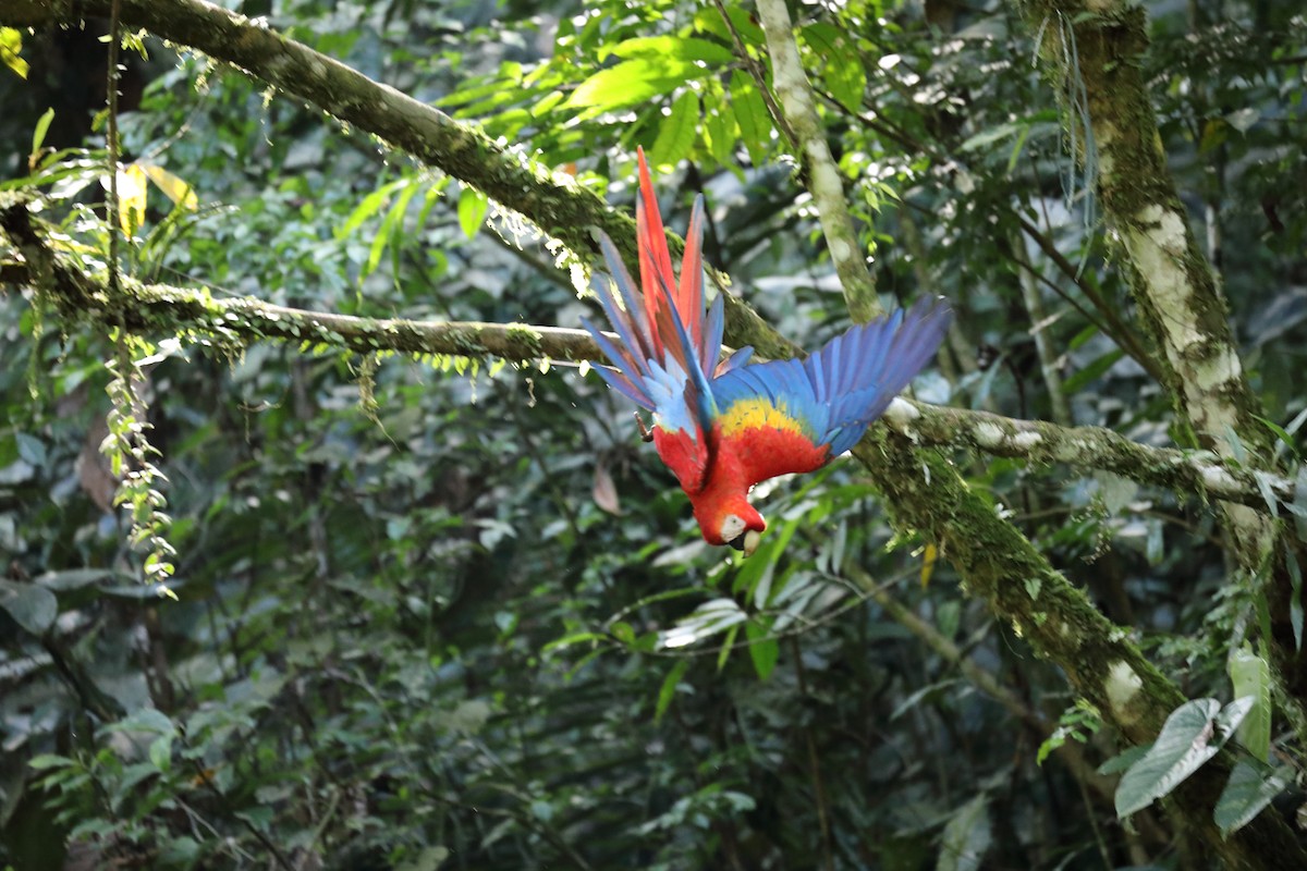 Scarlet Macaw - ML616360192