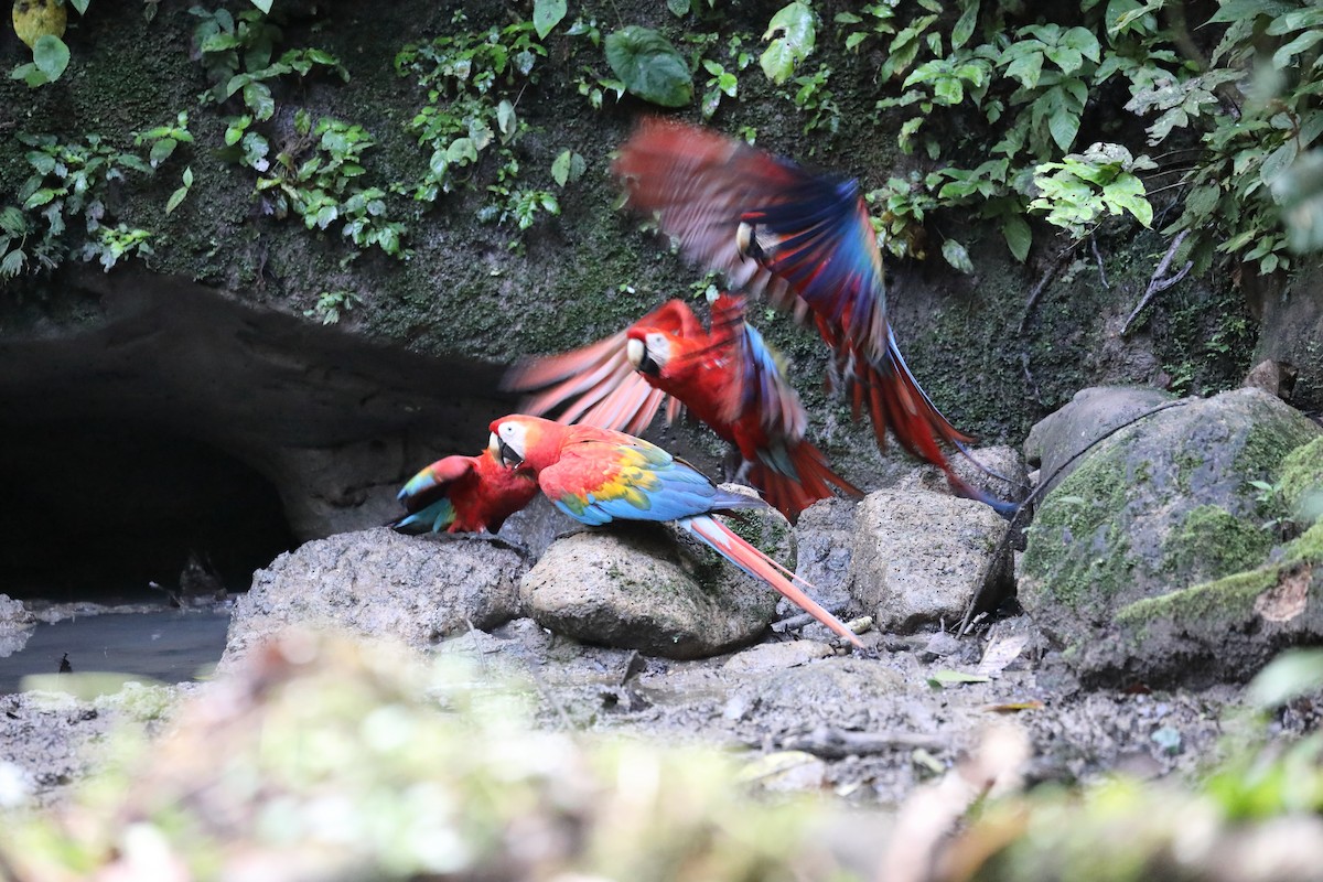 Scarlet Macaw - ML616360193