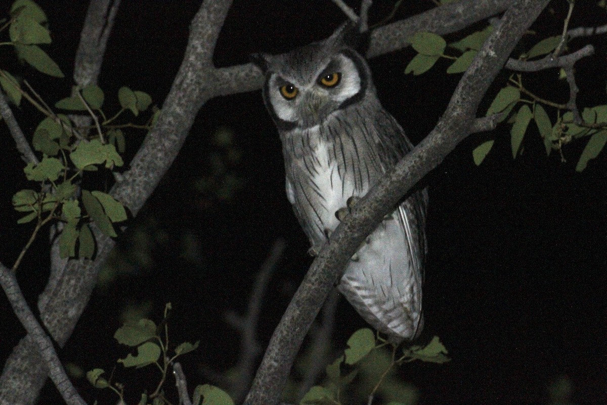 Southern White-faced Owl - ML616360196