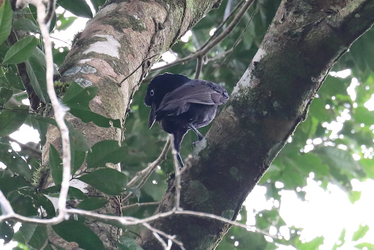 Amazonian Umbrellabird - ML616360204
