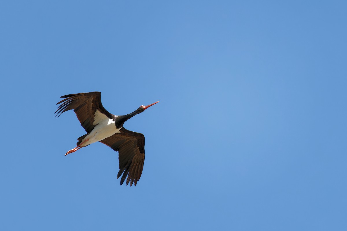 Black Stork - ML616360241