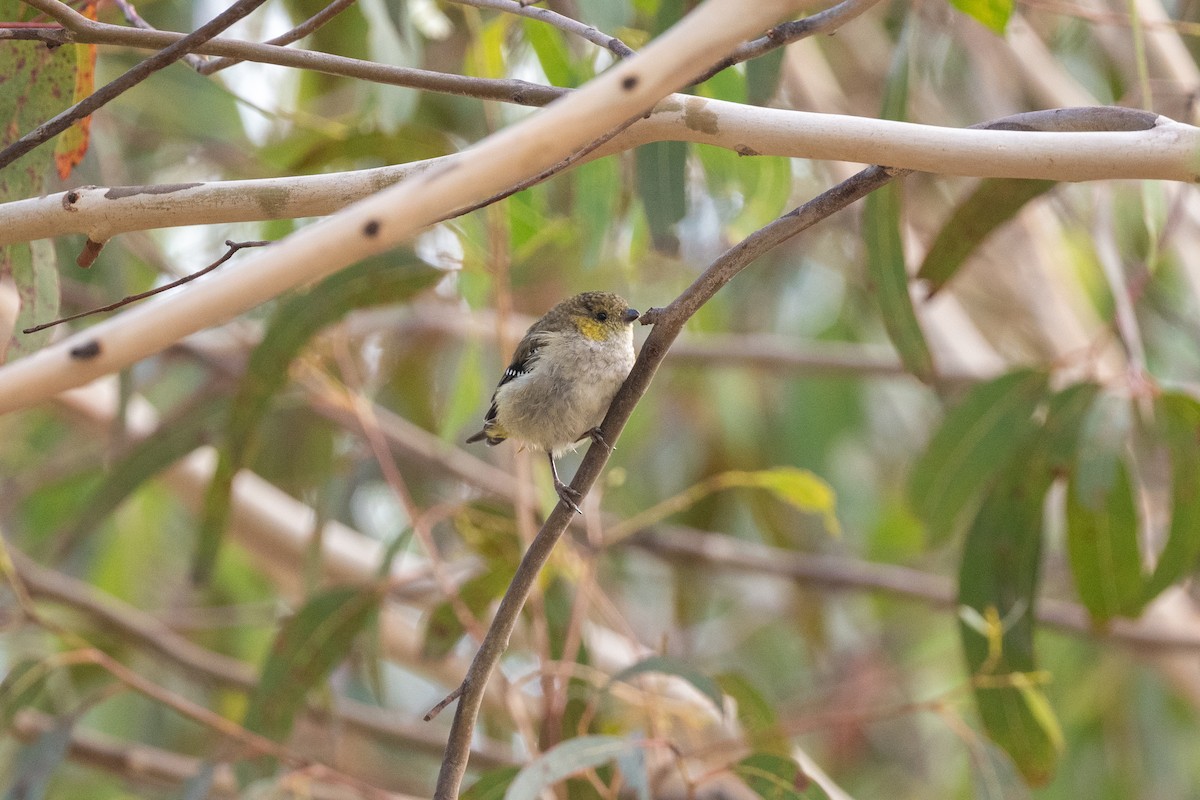 Forty-spotted Pardalote - Florian Kaumanns