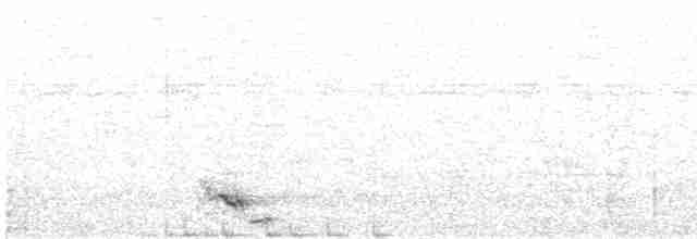 Black-tailed Oriole - ML616360403