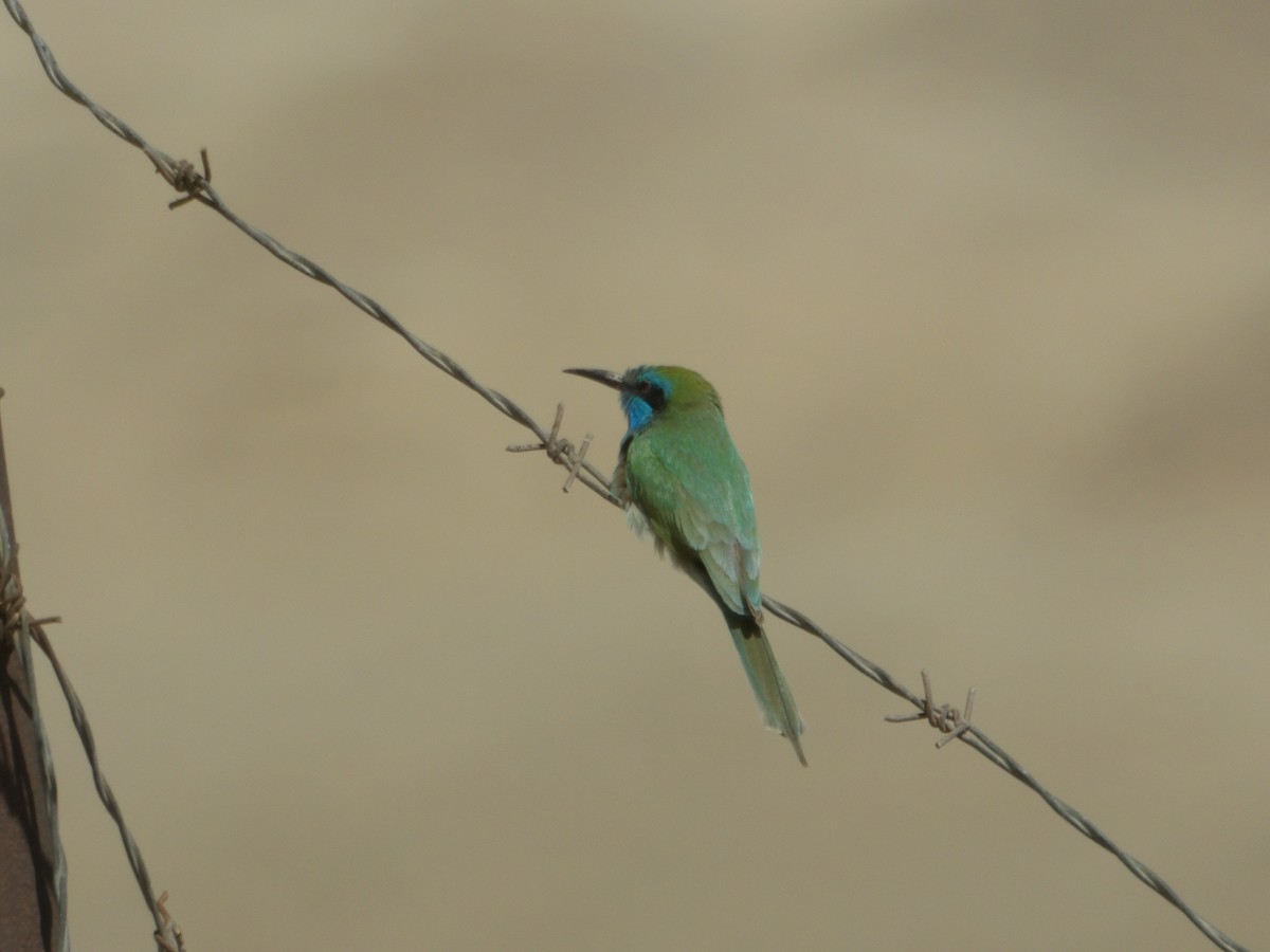 Arabian Green Bee-eater - ML616360499