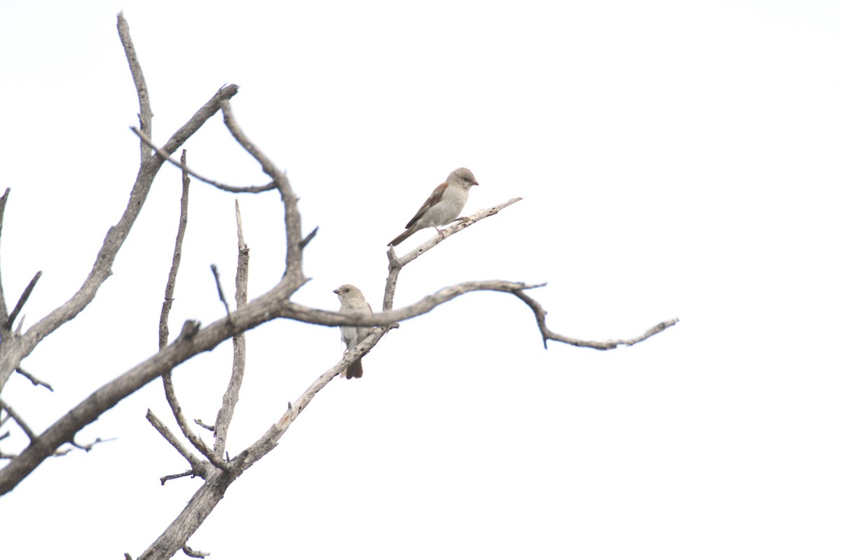 Southern Gray-headed Sparrow - ML616360590