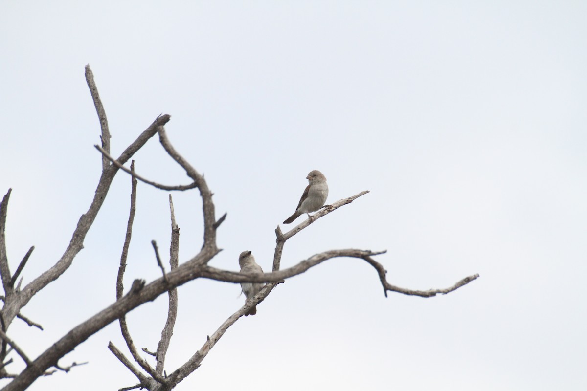 Southern Gray-headed Sparrow - ML616360591