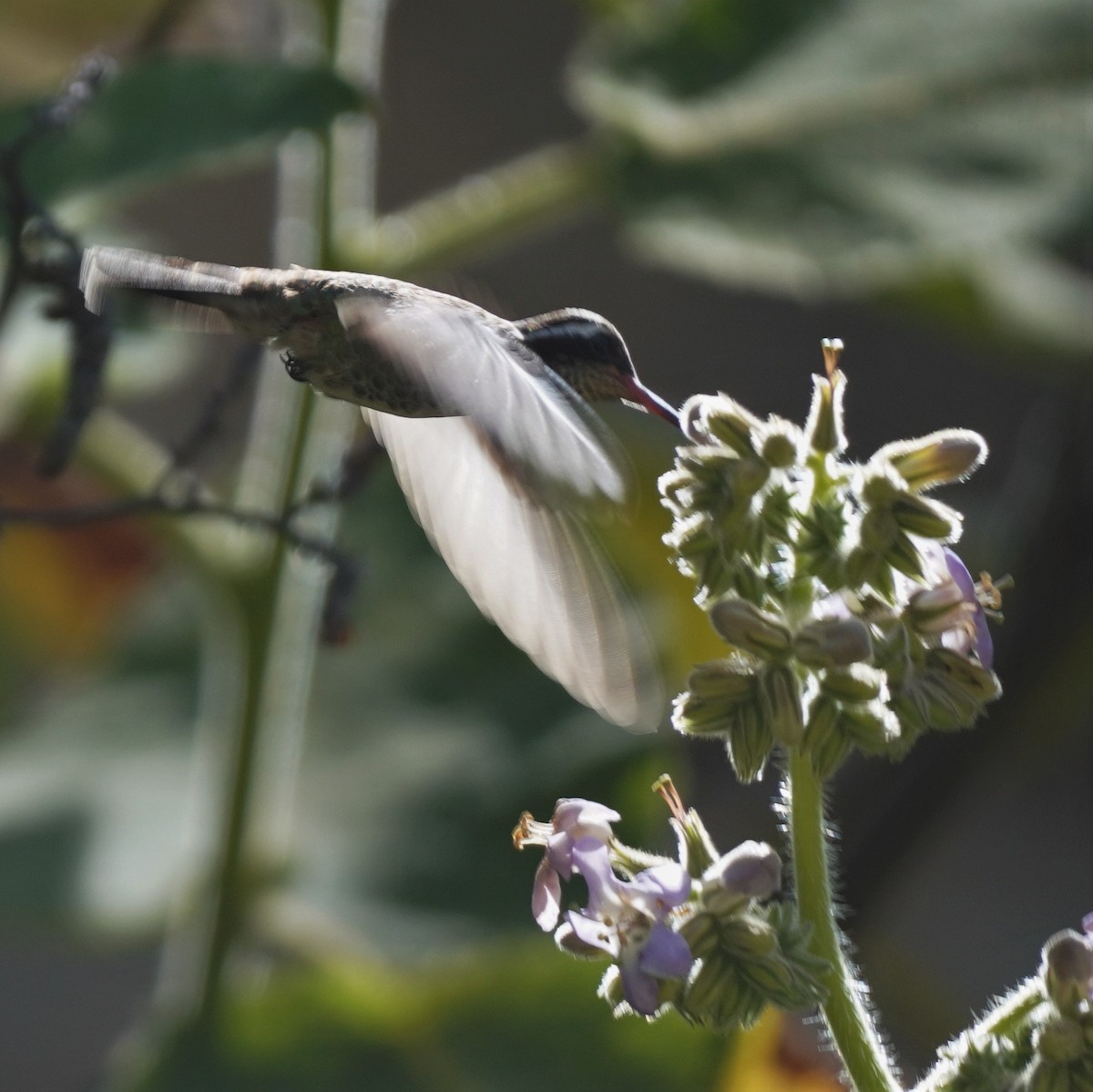 White-eared Hummingbird - ML616360823
