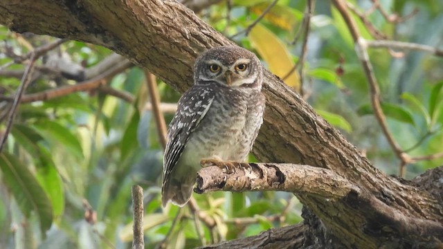 Spotted Owlet - ML616360859