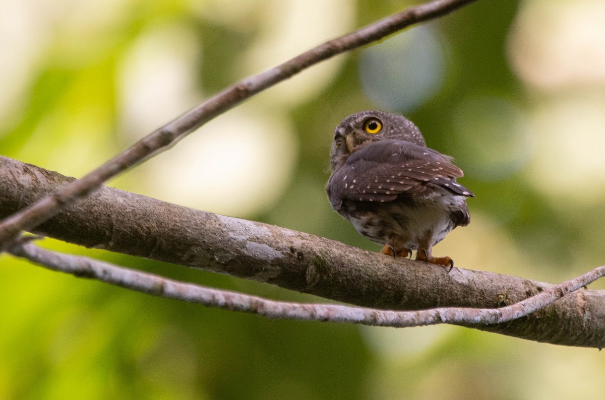Amazonian Pygmy-Owl - ML616360884