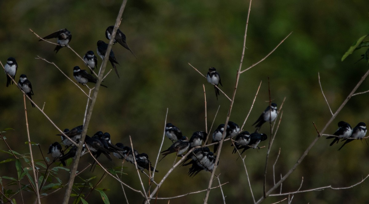 Black-collared Swallow - Frederico Crema Leis
