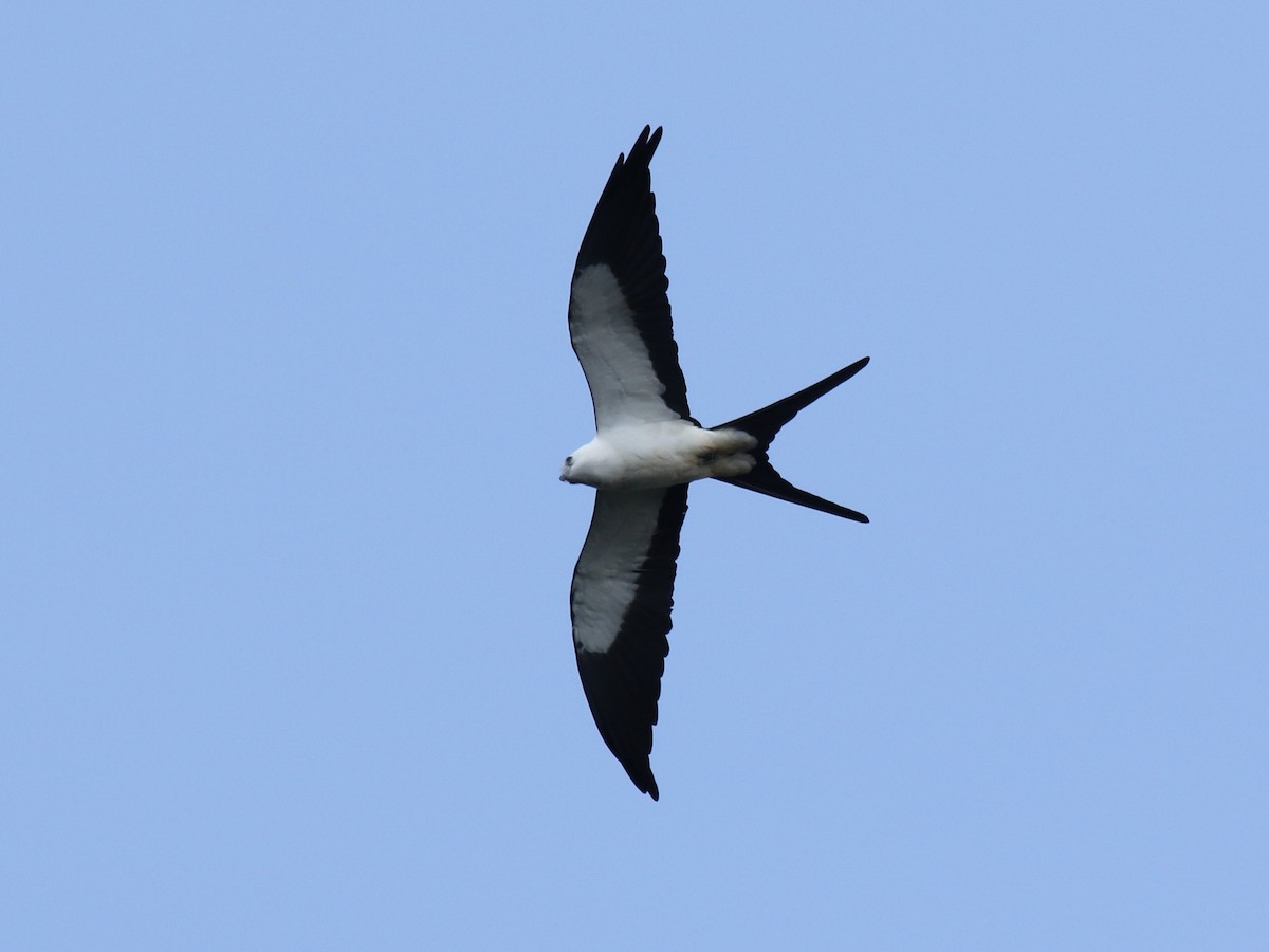 Swallow-tailed Kite - ML616361106