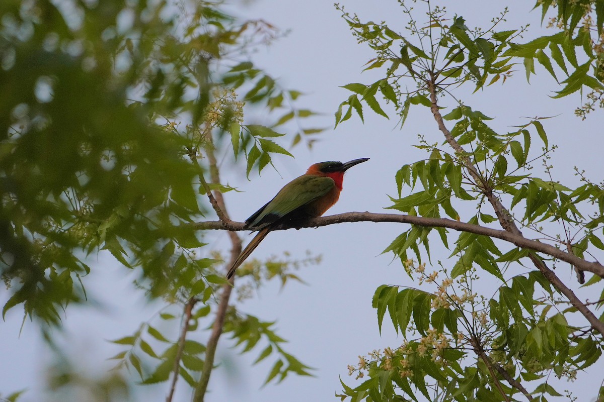 Red-throated Bee-eater - ML616361192