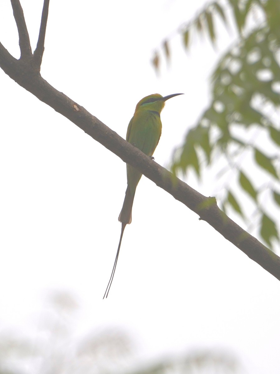 African Green Bee-eater - Ben Costamagna
