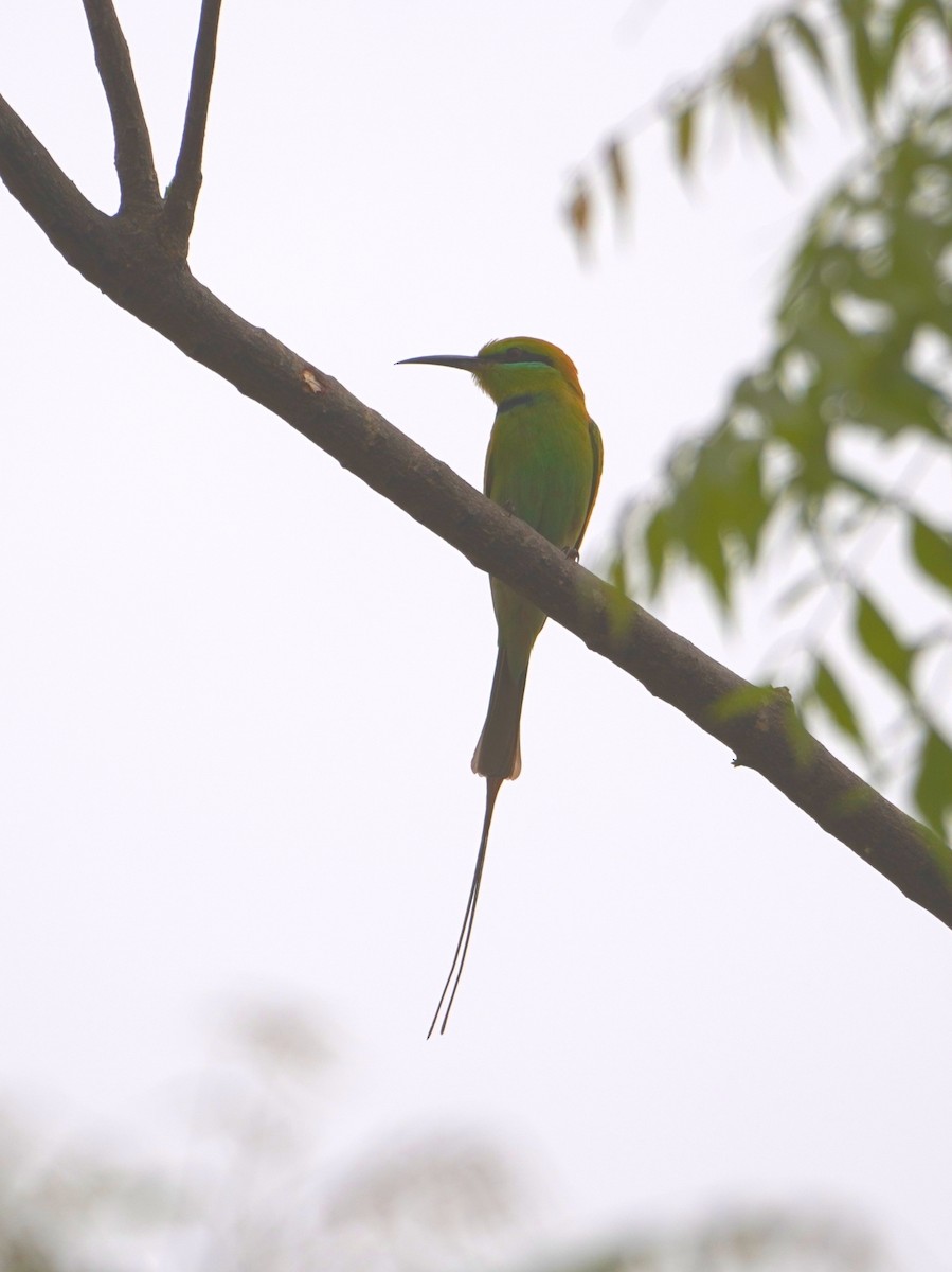 African Green Bee-eater - ML616361248