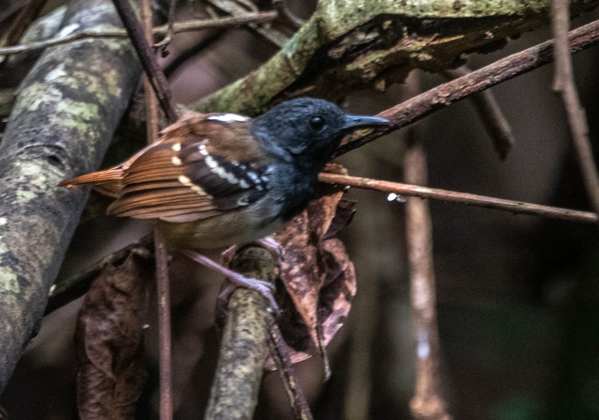 Chestnut-tailed Antbird - ML616361264