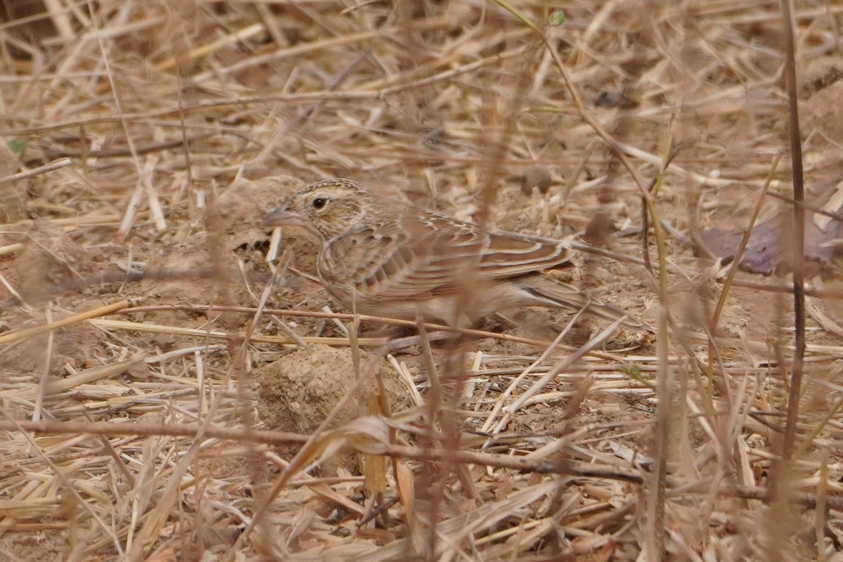 Chestnut-backed Sparrow-Lark - ML616361293