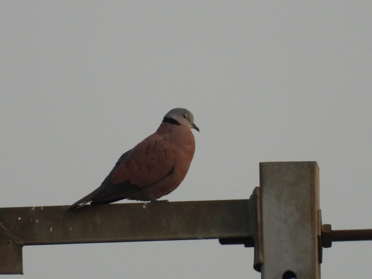 Red Collared-Dove - ML616361351
