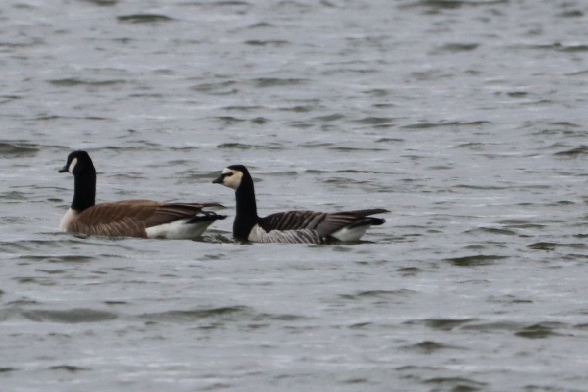 eBird Checklist - 18 Mar 2024 - Bowmanville Westside Marshes CA - 1 species