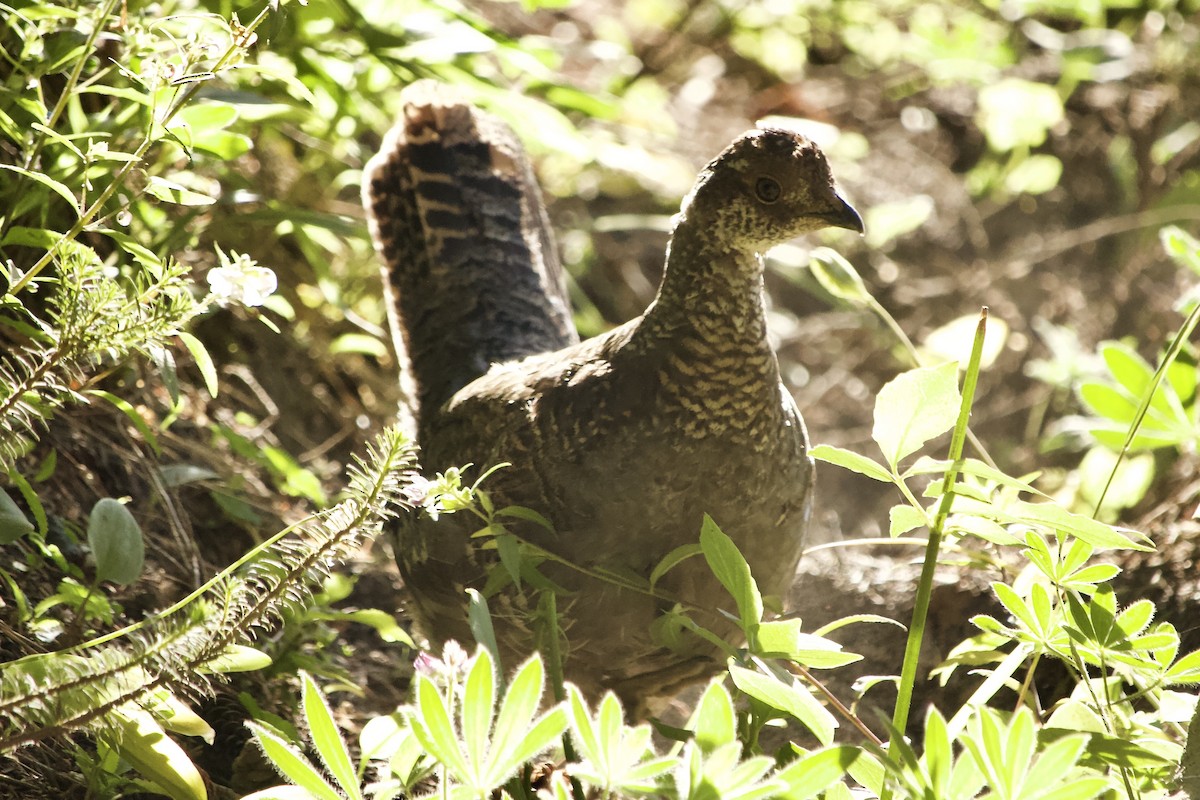 Sooty Grouse - Colby Baker