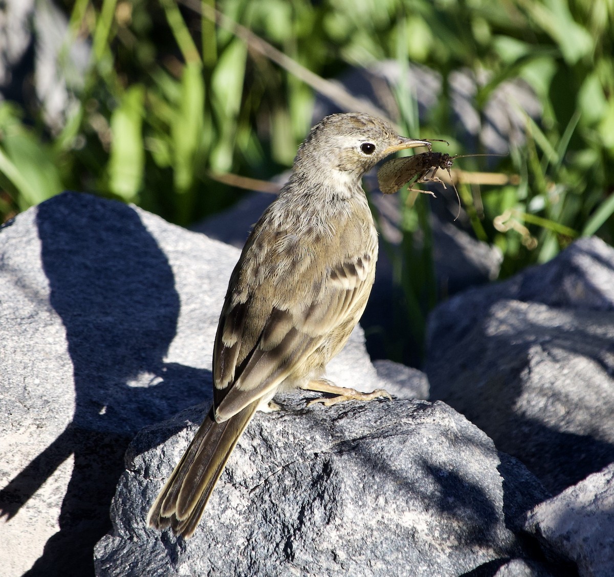 American Pipit - Colby Baker
