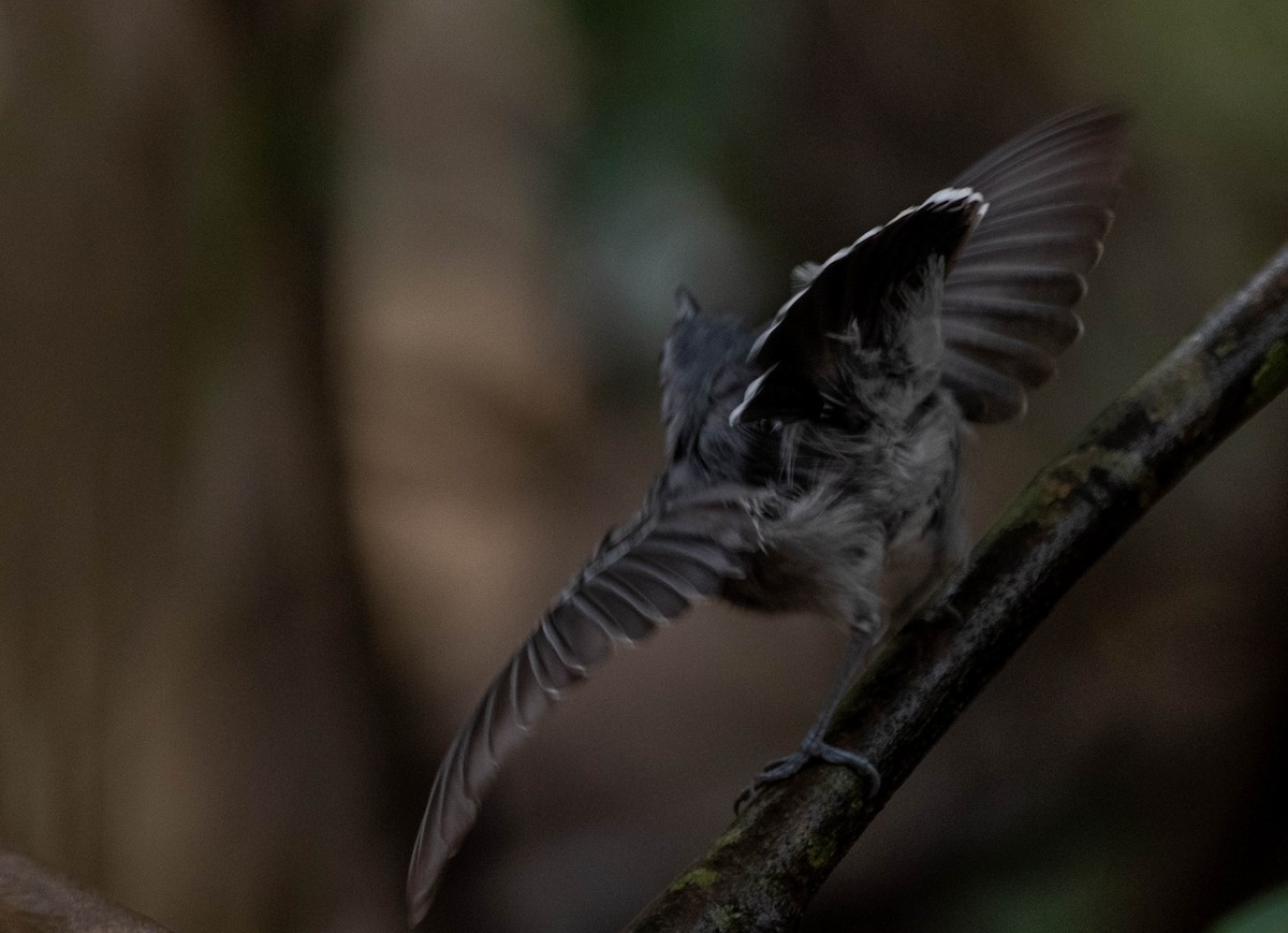 Band-tailed Antbird - Frederico Crema Leis