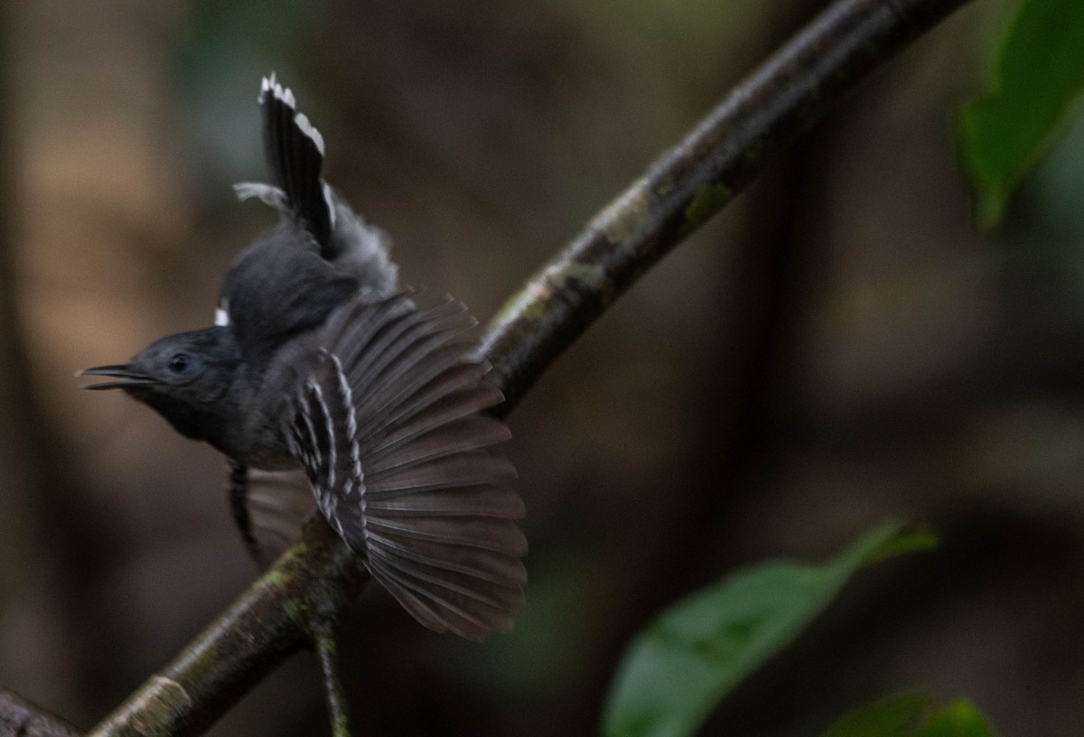 Band-tailed Antbird - Frederico Crema Leis