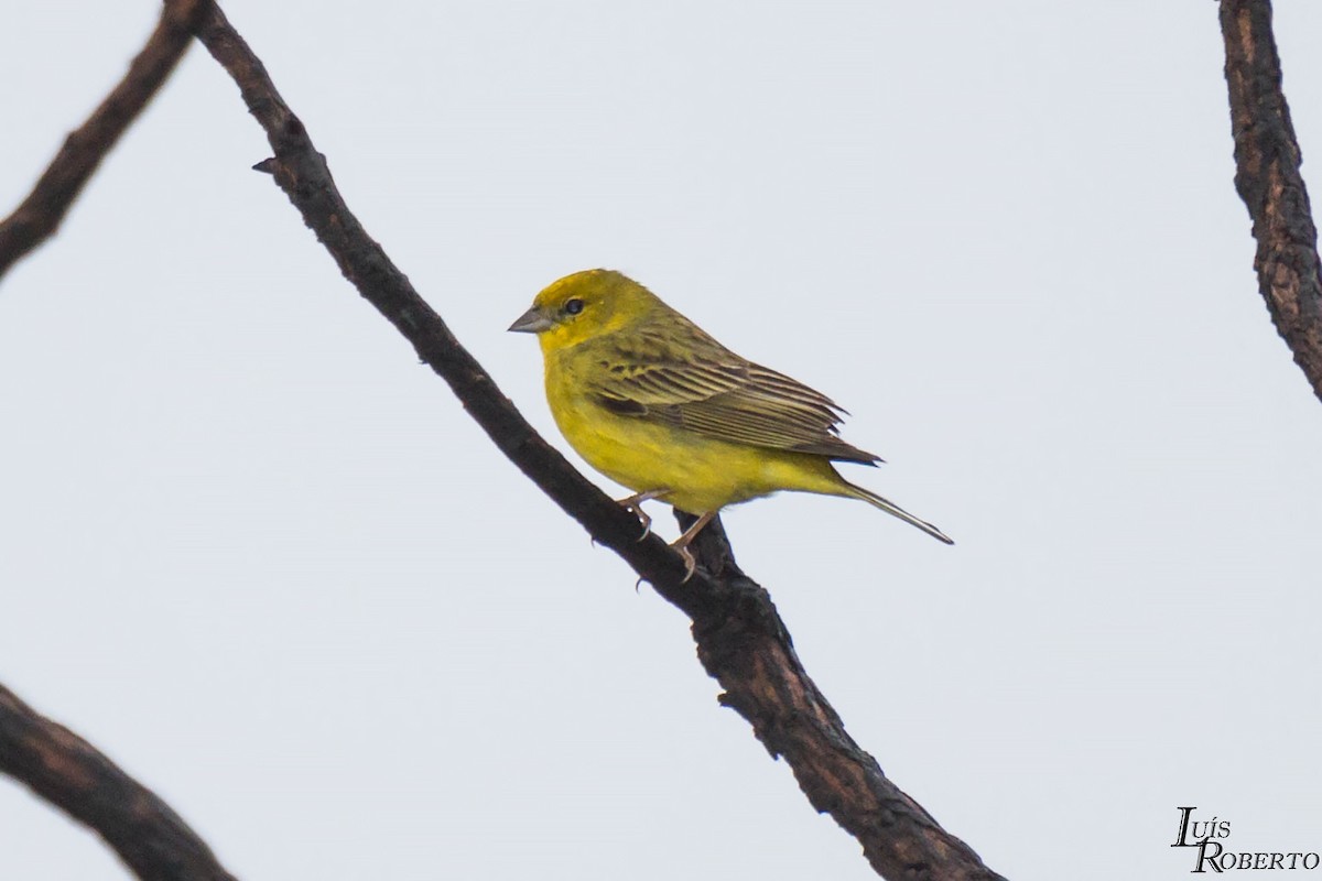 Stripe-tailed Yellow-Finch - ML616361589
