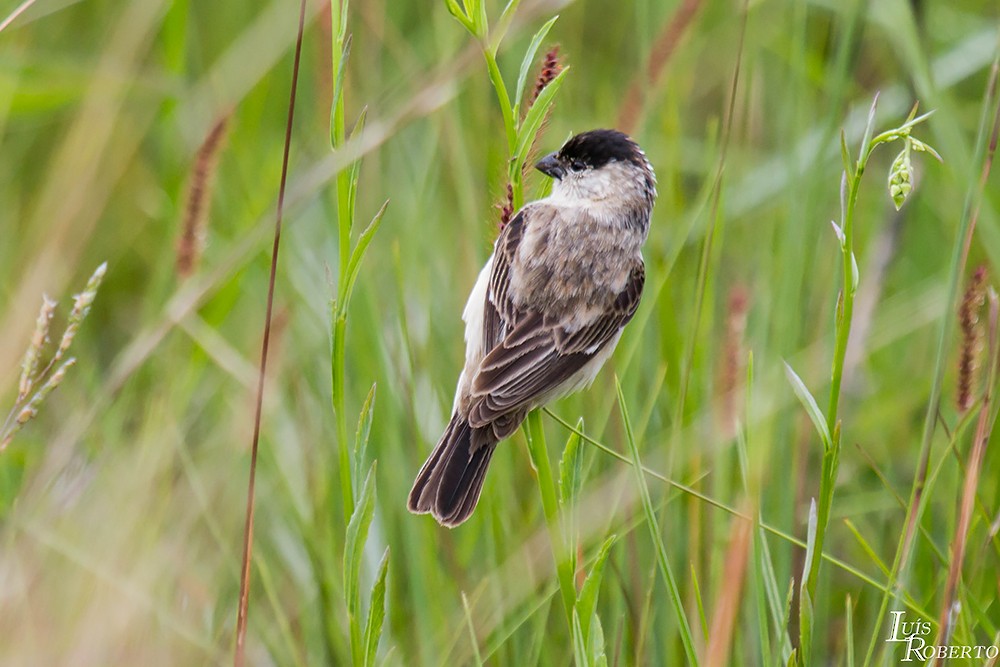 Pearly-bellied Seedeater - ML616361600