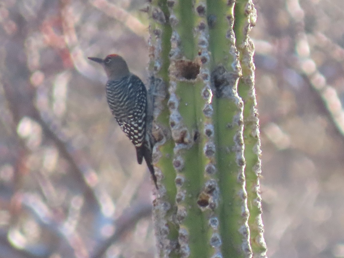 Gray-breasted Woodpecker - ML616361672
