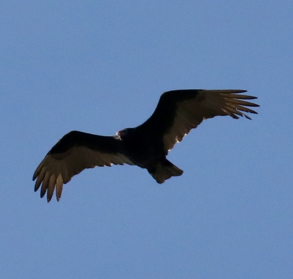 Turkey Vulture - ML616361740