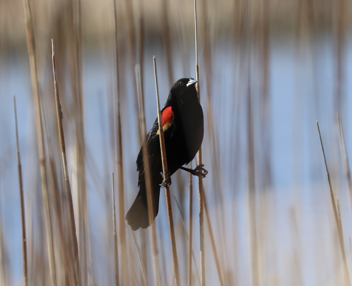 Red-winged Blackbird - ML616361786