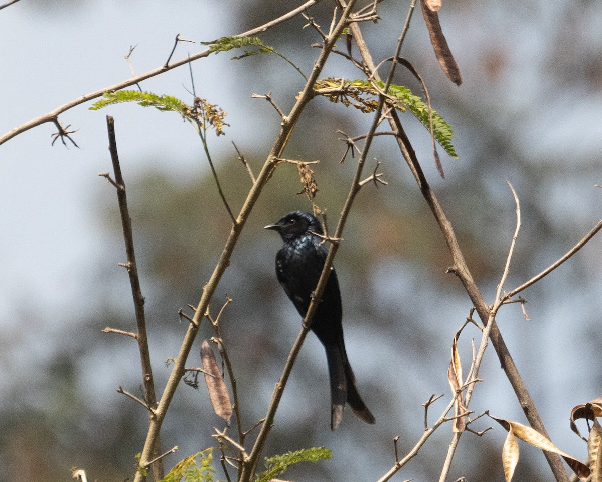 Bronzed Drongo - Dixie Sommers
