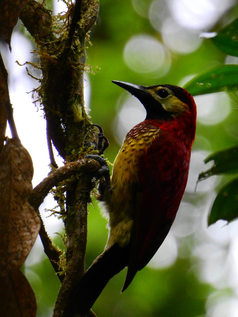 Crimson-mantled Woodpecker - ML616361894