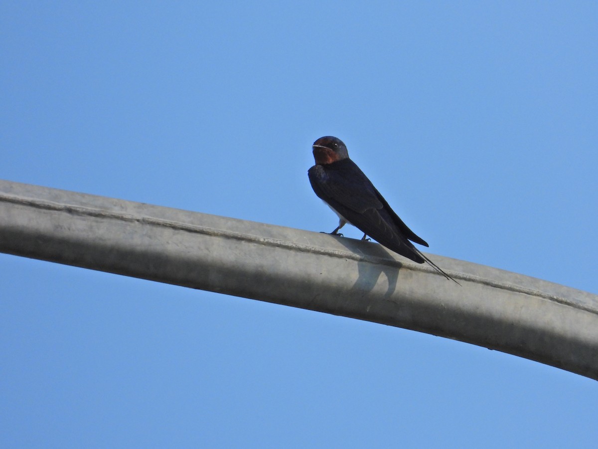 Barn Swallow - ML616361928