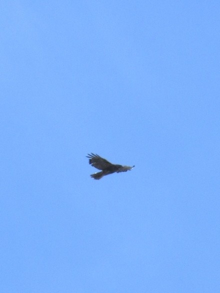 Rufous-tailed Hawk - ML616361932