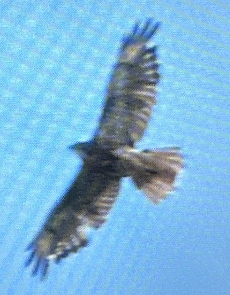 Rufous-tailed Hawk - ML616361943