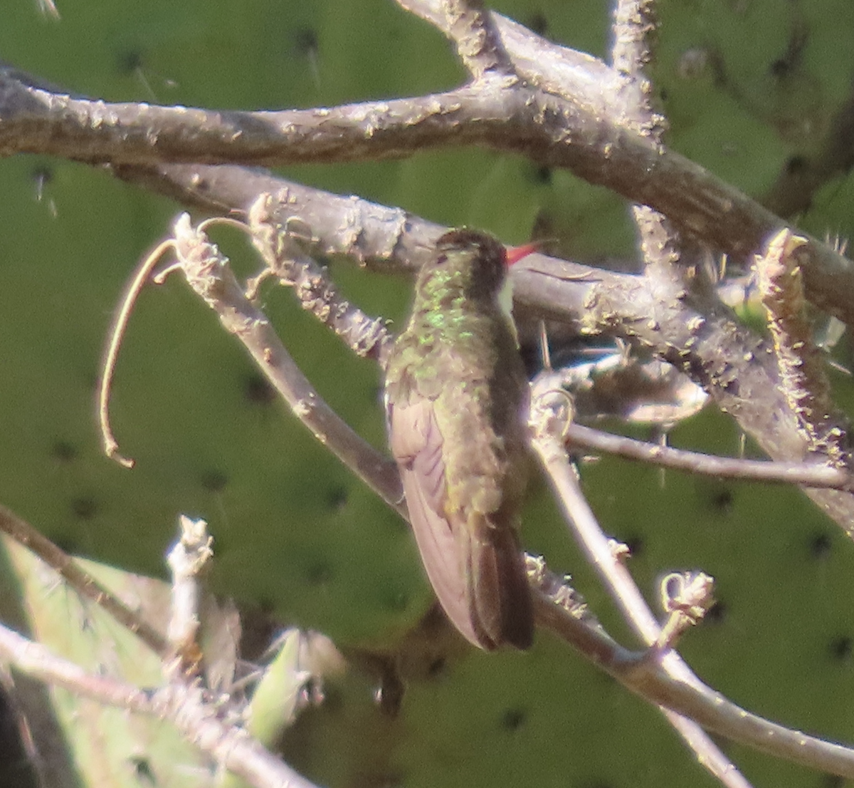 Green-fronted Hummingbird - ML616361987