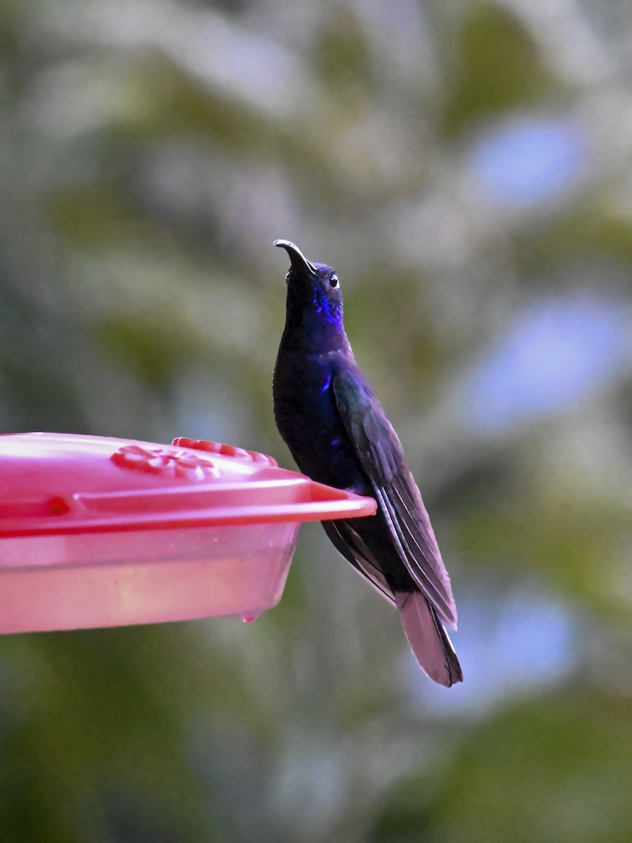 kolibřík fialkový - ML616361989