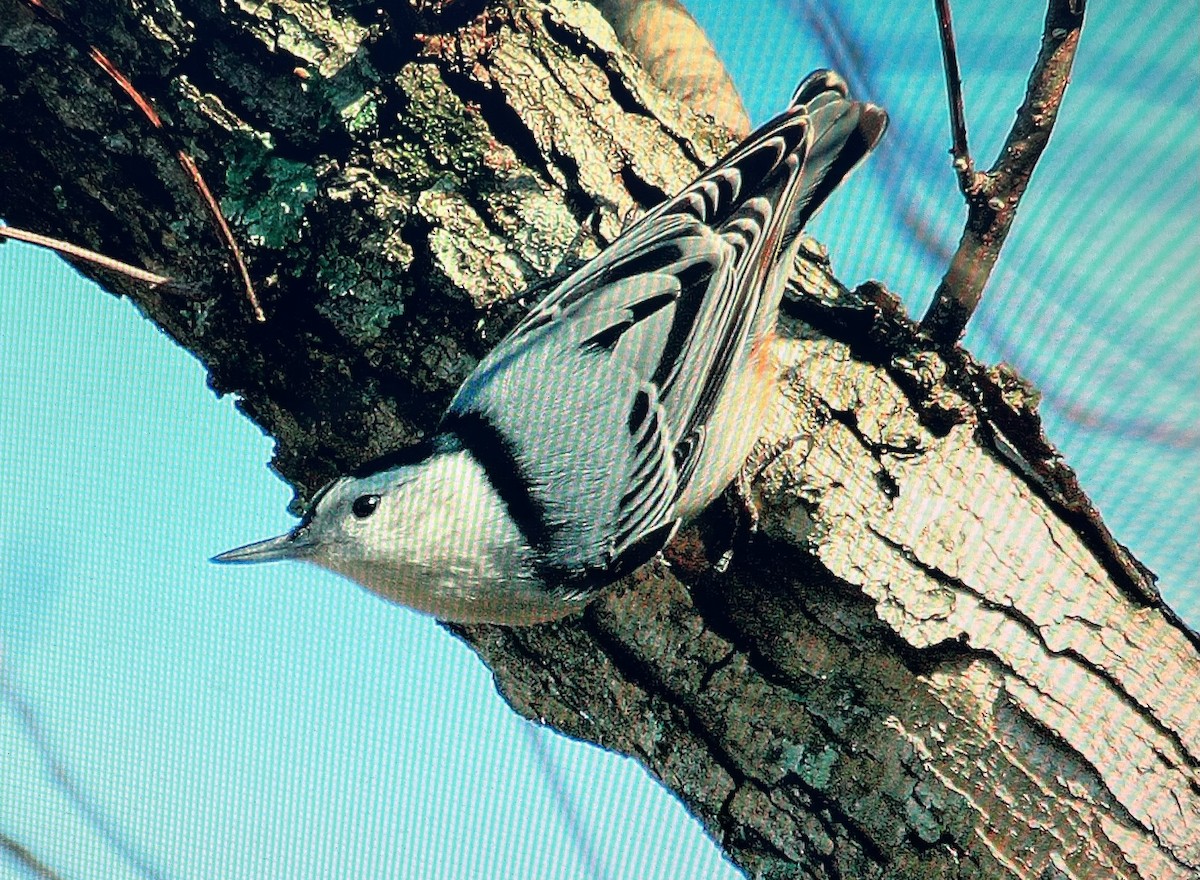 White-breasted Nuthatch - Pierre Howard