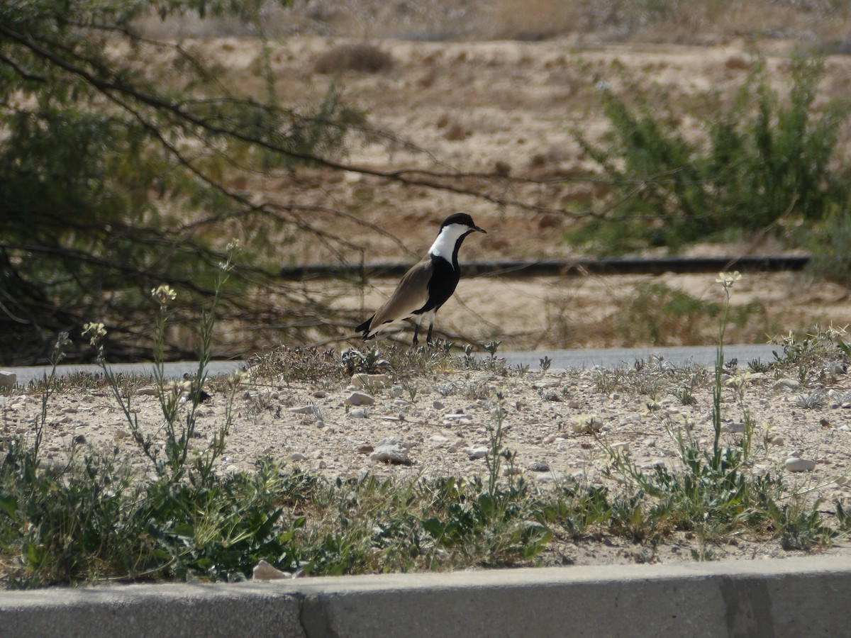 Spur-winged Lapwing - ML616362021