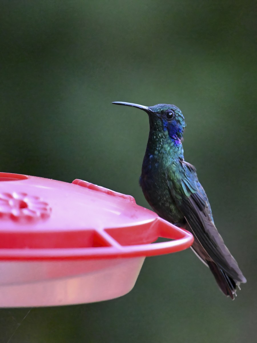 kolibřík modrouchý - ML616362032