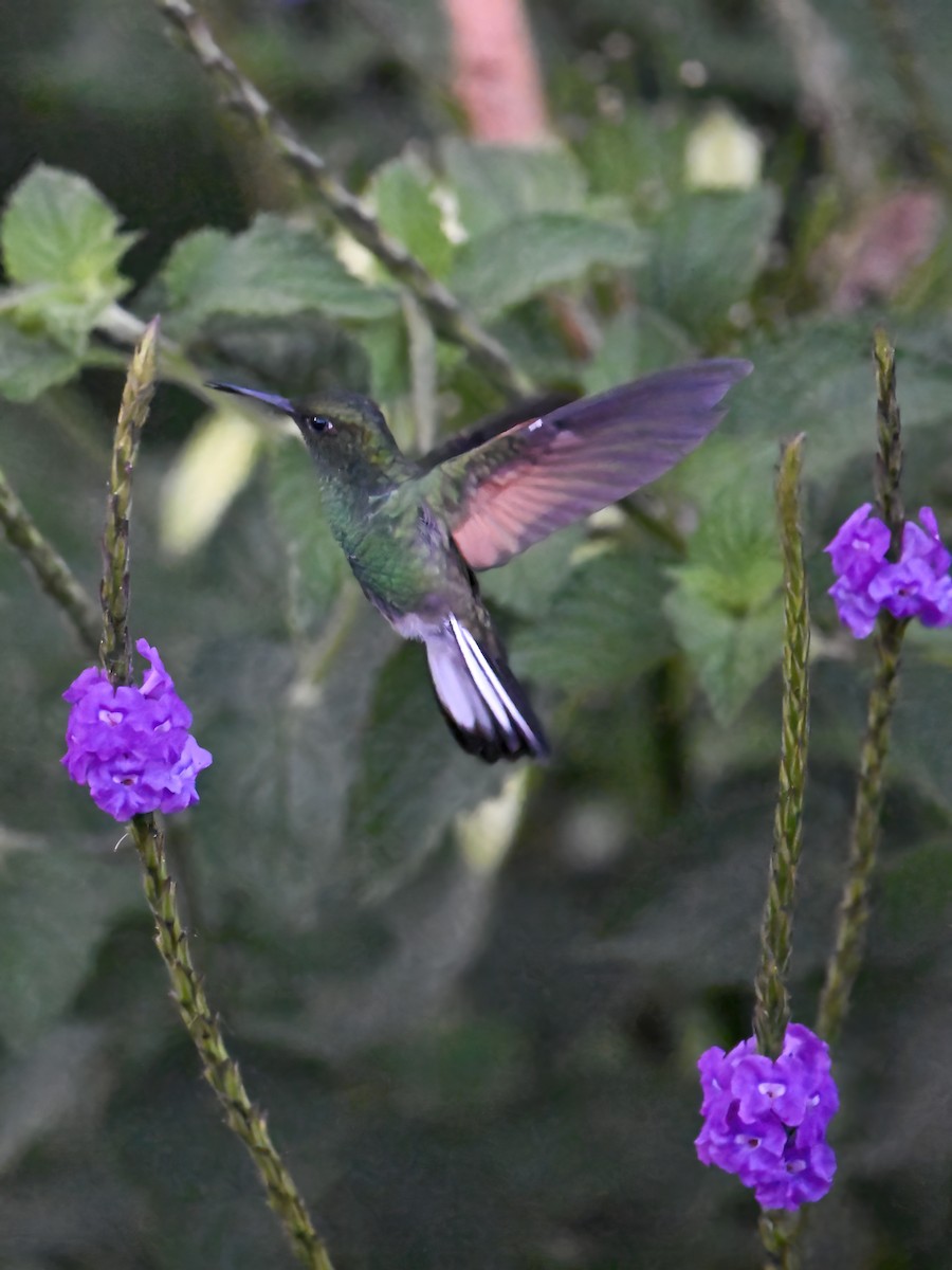 Stripe-tailed Hummingbird - James M