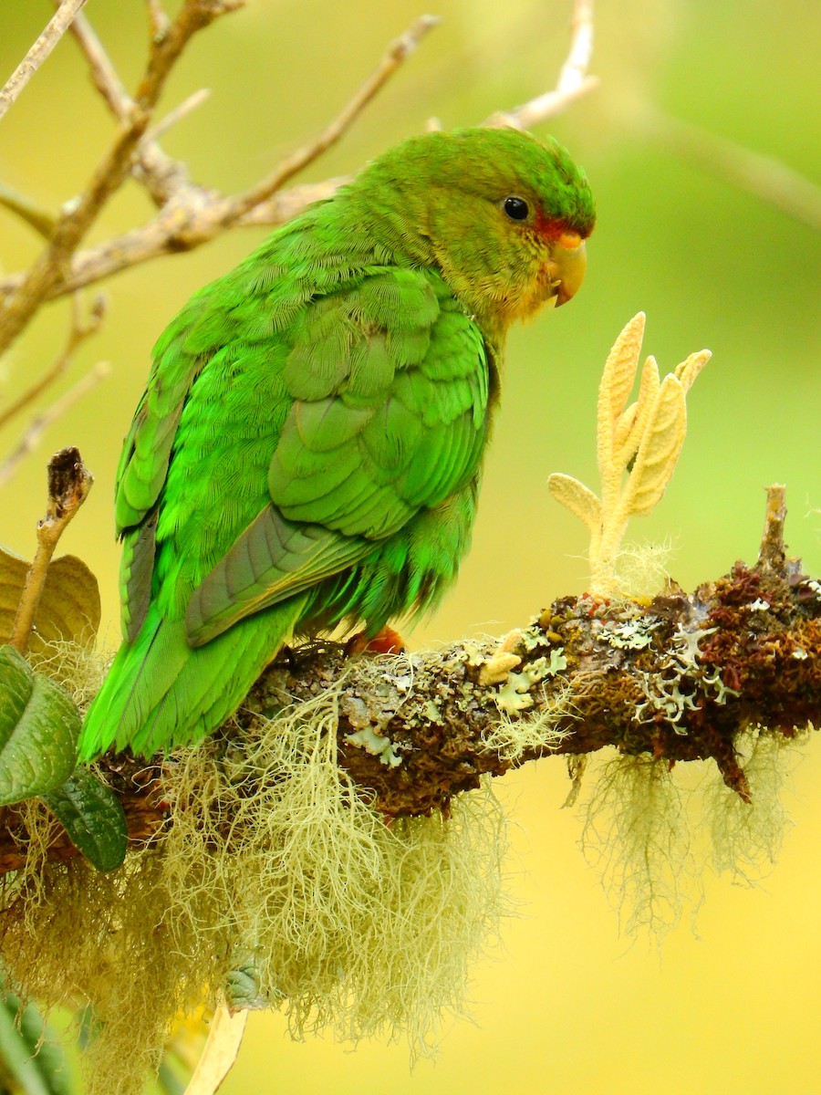 Rufous-fronted Parakeet - Edwin Munera