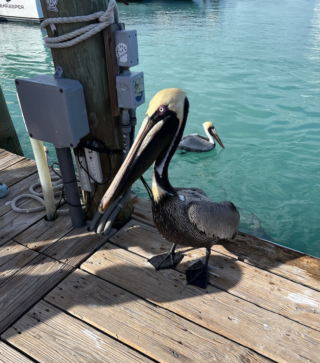 pelikán hnědý - ML616362120