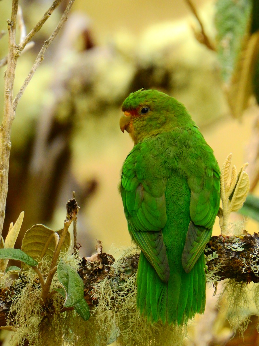 Rufous-fronted Parakeet - Edwin Munera
