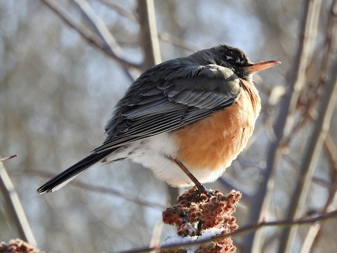 cdn.download.ams.birds.cornell.edu/api/v1/asset/61